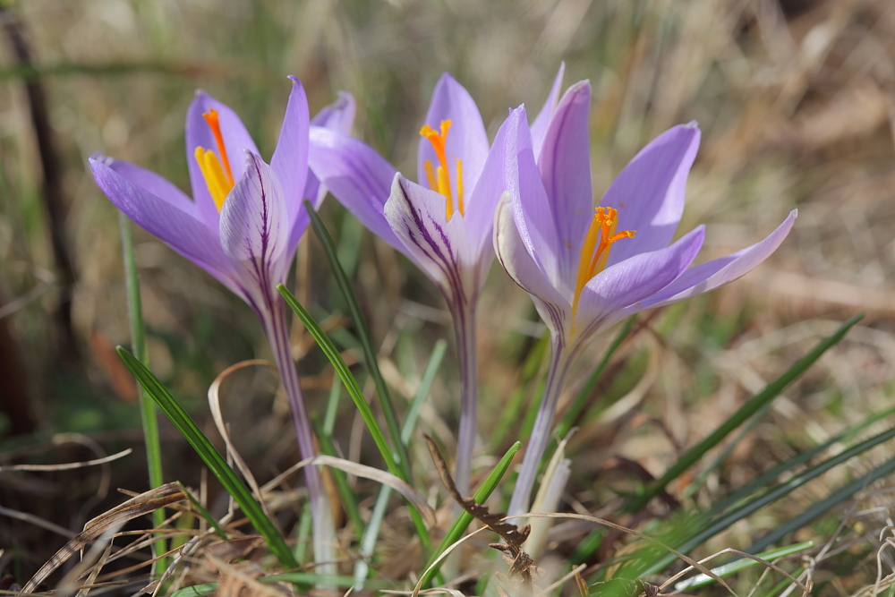 Crocus ilvensis / Zafferano dell''Elba (nuova specie europea)